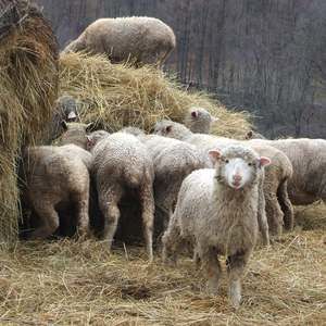 Meet your Posher, Susan